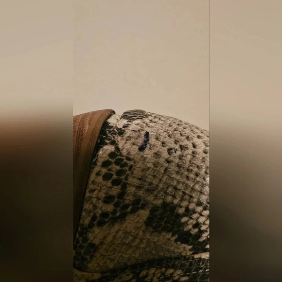 Sam Edelman Women's Leonia Block Heel Leather Snake Print Booties Size 6 - Picture 15 of 16